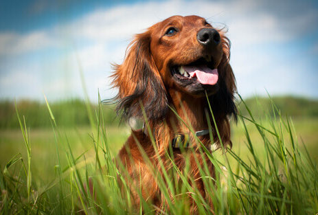 I forasacchi e il pericolo per i cani