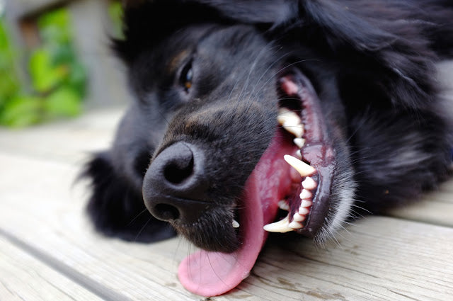 Il colpo di calore nel cane