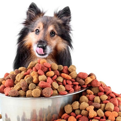 Cibo per cani: leggere l’etichetta.