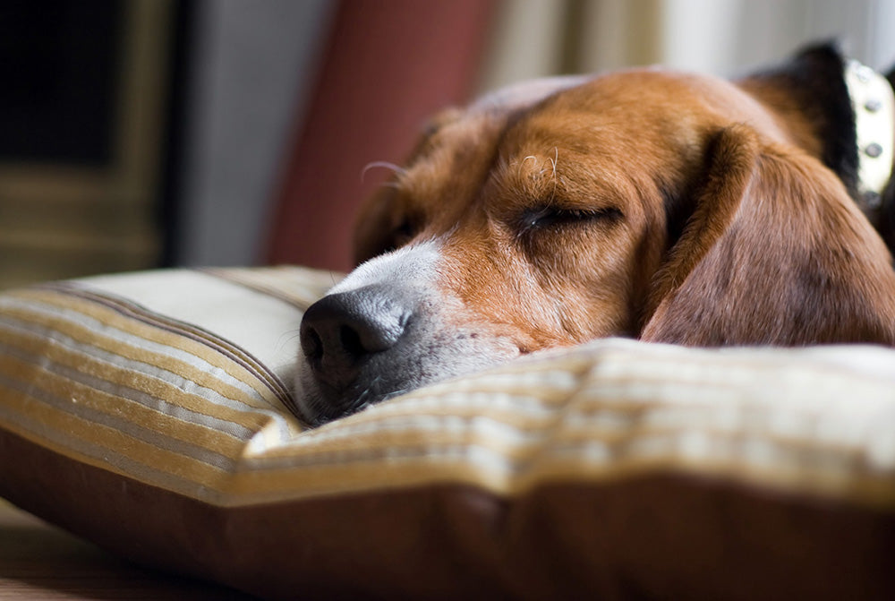 Quando il cane vomita: perché e come aiutarlo.