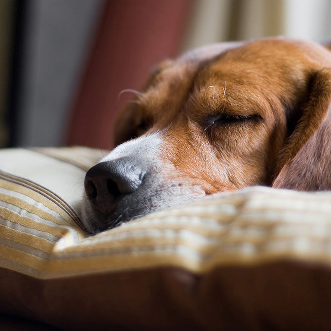 Quando il cane vomita: perché e come aiutarlo.