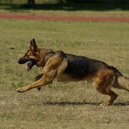 Displasia dell’anca nel cane: un'introduzione