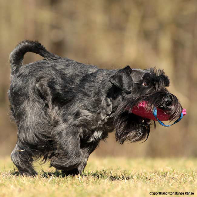 Cuscino Sporthund Mini in tela francese