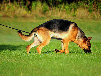 Longhina in nylon piatto 5 metri