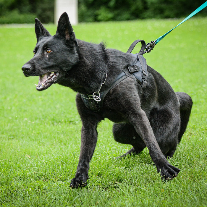 Pettorina Gappay modello REX II