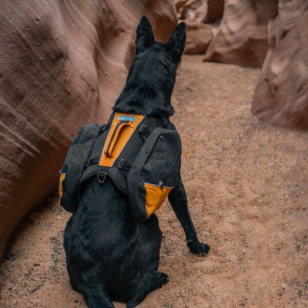 Pettorina con bisacce BAXTER