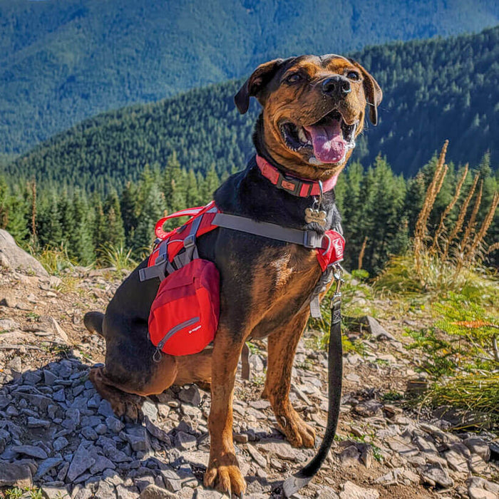 Pettorina con bisacce BAXTER