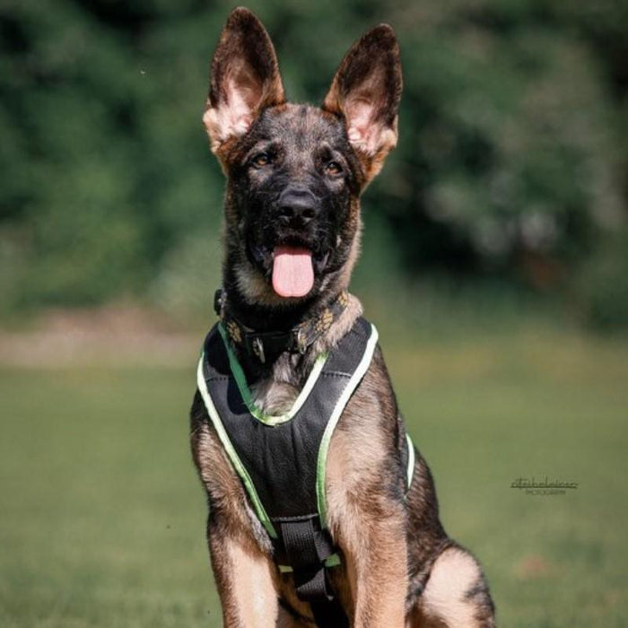 Pettorina Gappay per cuccioli