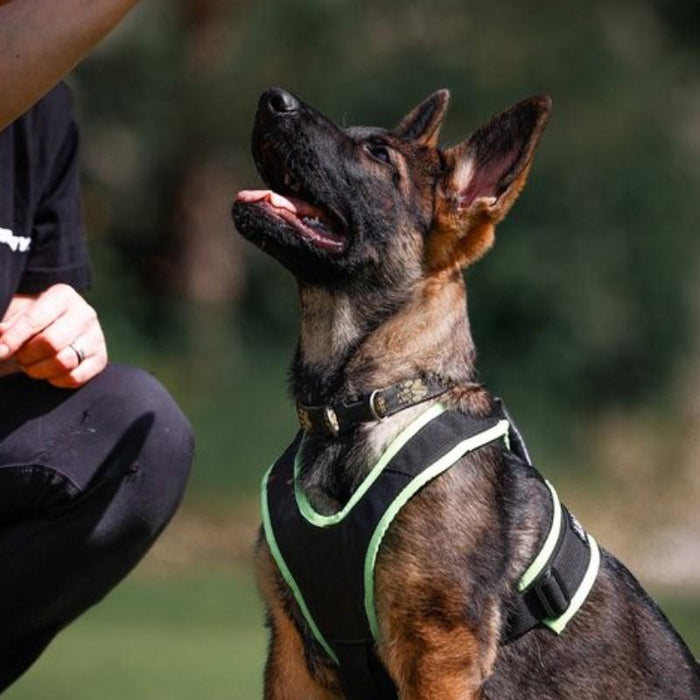 Pettorina Gappay per cuccioli