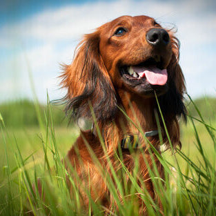 I forasacchi e il pericolo per i cani