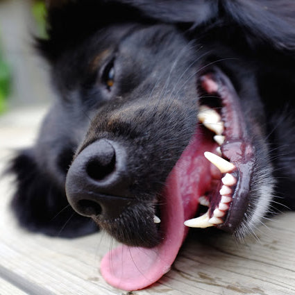 Il colpo di calore nel cane