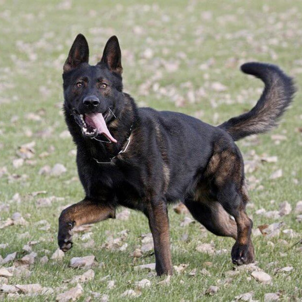 Il cane sportivo e da lavoro