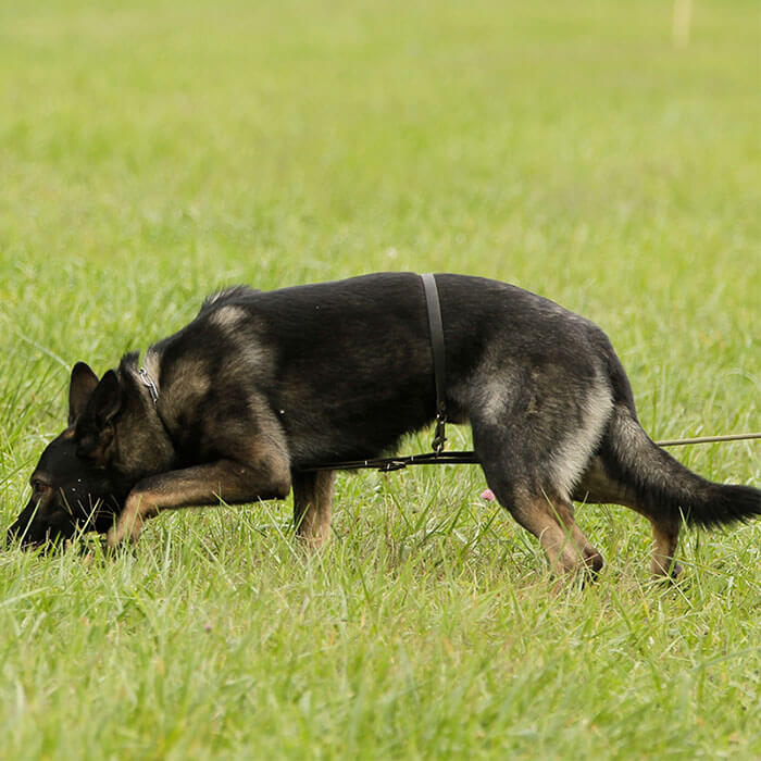 Pettorina in pelle per pista Böttcher