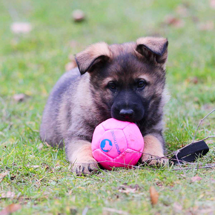 Sporthund Training Balls