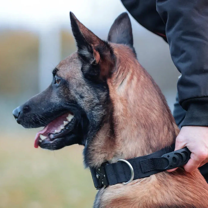 Collare Sporthund Snap con maniglia