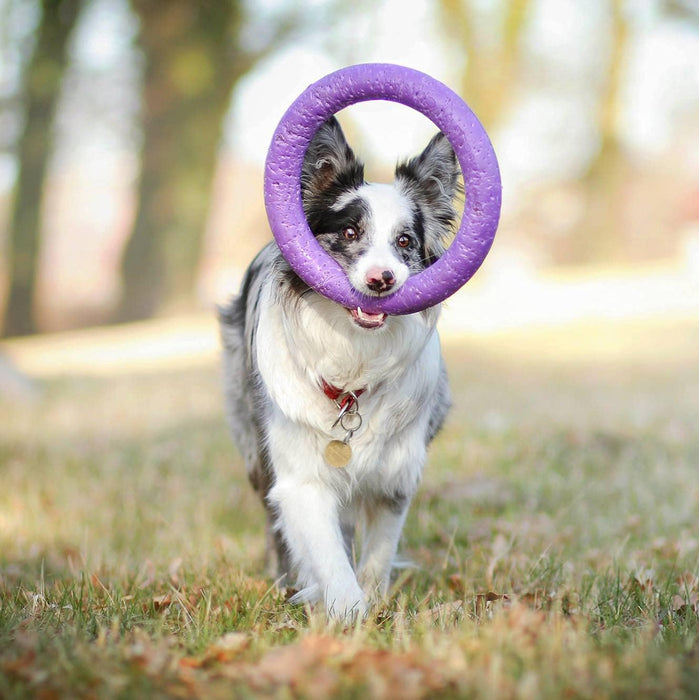 Fitness Ring per cani