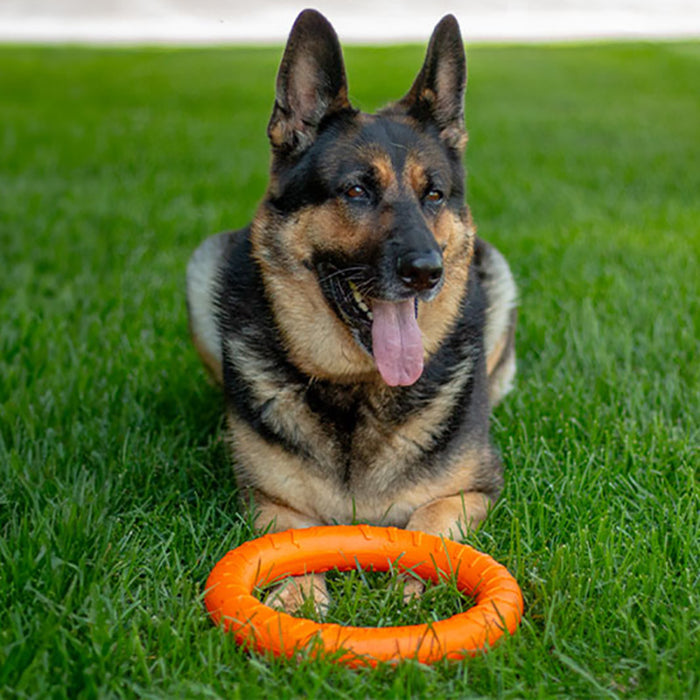 Fitness Ring per cani