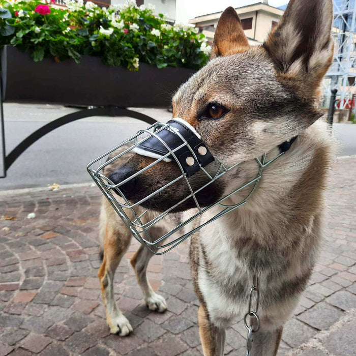 Museruola Gappay per cani tipo ceco