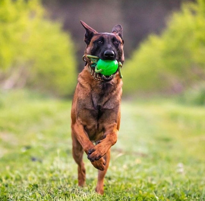 Swing’n Fling Chew Ball
