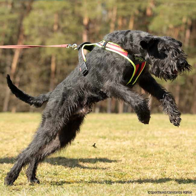 Pettorina Follow Sport Plus