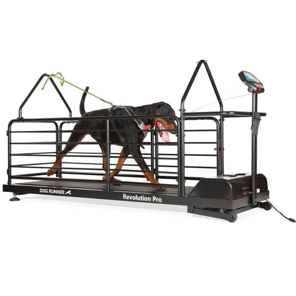 tapis roulant treadmill per cani professionale (2)