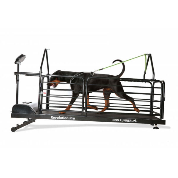 tapis roulant treadmill per cani professionale (4)